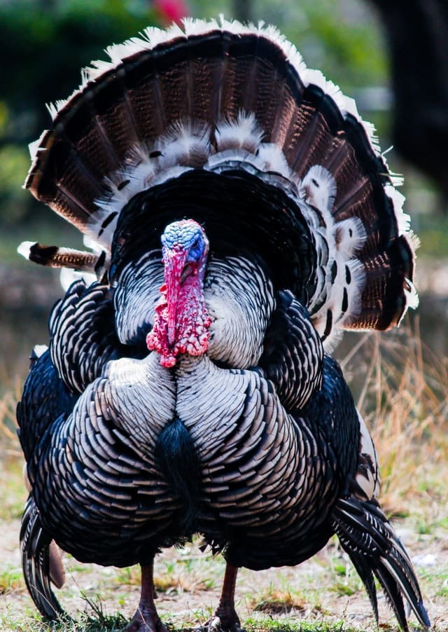 Photo of wild turkey with colorful plumage 
